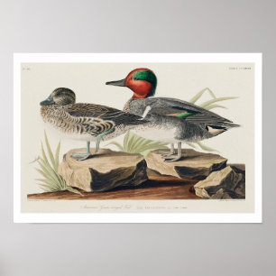 Grüne Flügel Aquamarin von Audubon Poster