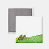 Grüne Frösche am verlass Magnet (Vorderseite/Rückseite)