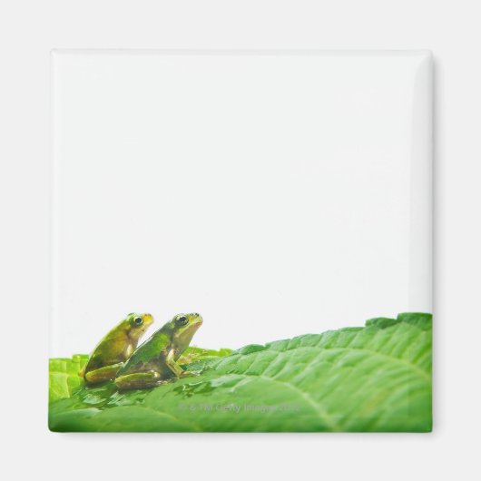 Grüne Frösche am verlass Magnet (Vorne)
