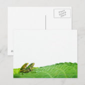 Grüne Frösche am verlass Postkarte (Vorne/Hinten)