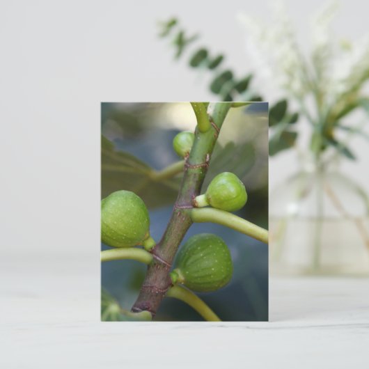 Grüne Früchte eines gemeinsamen Feigenbaums Postkarte (Stehend Vorderseite)