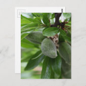 Grüne Früchte eines Mandelbaumes Postkarte (Vorne/Hinten)