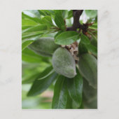 Grüne Früchte eines Mandelbaumes Postkarte (Vorderseite)