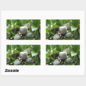 Grüne Früchte eines Mandelbaumes Rechteckiger Aufkleber (Blatt)