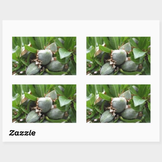 Grüne Früchte eines Mandelbaumes Rechteckiger Aufkleber (Blatt)