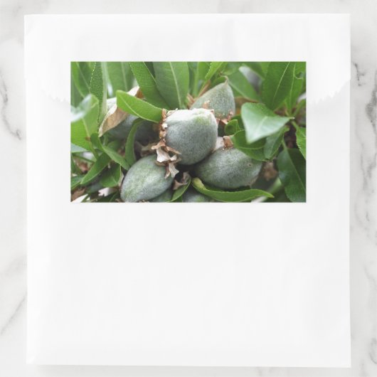 Grüne Früchte eines Mandelbaumes Rechteckiger Aufkleber (Tasche)