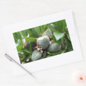 Grüne Früchte eines Mandelbaumes Rechteckiger Aufkleber (Umschlag)