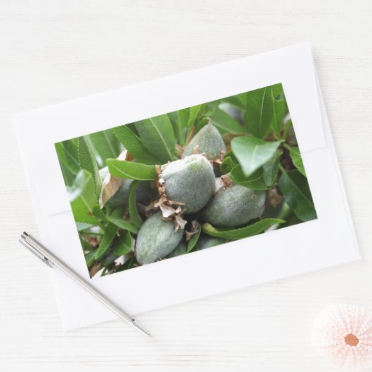 Grüne Früchte eines Mandelbaumes Rechteckiger Aufkleber (Umschlag)