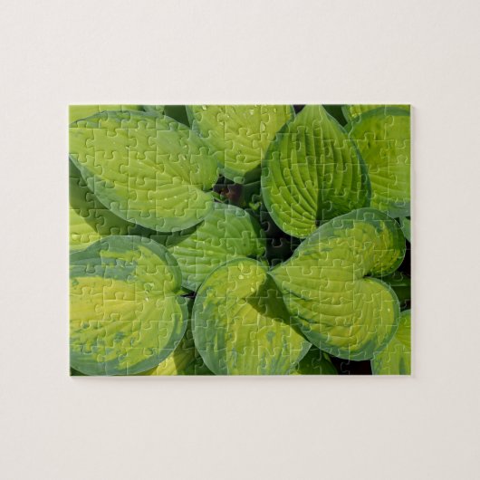 Grüne Frühlingshosta Pflanze Blätter Puzzle (Horizontal)