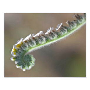 grüne Frühlingszeit lockere Blume Fotodruck