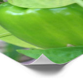 Grüne Gartenanlage Paprikaschoten auf dem Weinberg Poster (Ecke)
