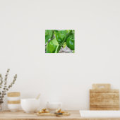 Grüne Gartenanlage Paprikaschoten auf dem Weinberg Poster (Küche)