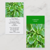 Grüne Gartenhosta-Pflanzen-botanische Gewohnheit Visitenkarte (Vorne/Hinten)