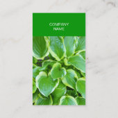 Grüne Gartenhosta-Pflanzen-botanische Gewohnheit Visitenkarte (Rückseite)