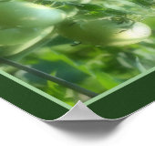 Grüne GartenTomaten Natur Abstrakt Poster (Ecke)