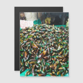 Grüne geklebte Mussels für den Verkauf von Magnetk Magnetkarte (Vorne/Hinten)