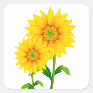 Grüne gelbe Sonnenblumenblüten Sommer Quadratischer Aufkleber