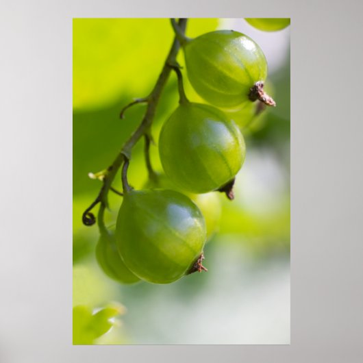 Grüne Gooseberries CC0208 Weckte up Poster (Vorne)