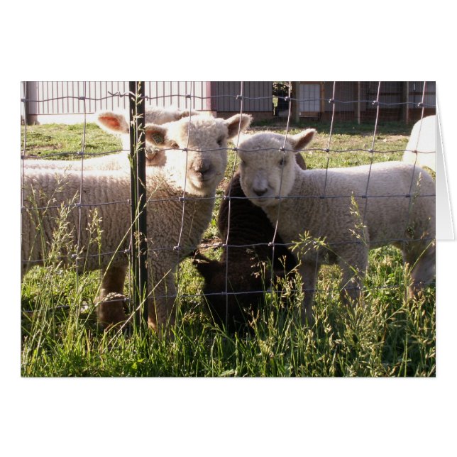 Grüne Gras? (Vorderseite (Horizontal))