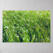 Grüne Graslandschaft Poster (Vorne)