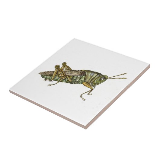 Grüne Grasshopper-Keramik Fliese (Seite)