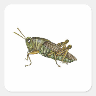 Grüne Grasshopper Quadratischer Aufkleber