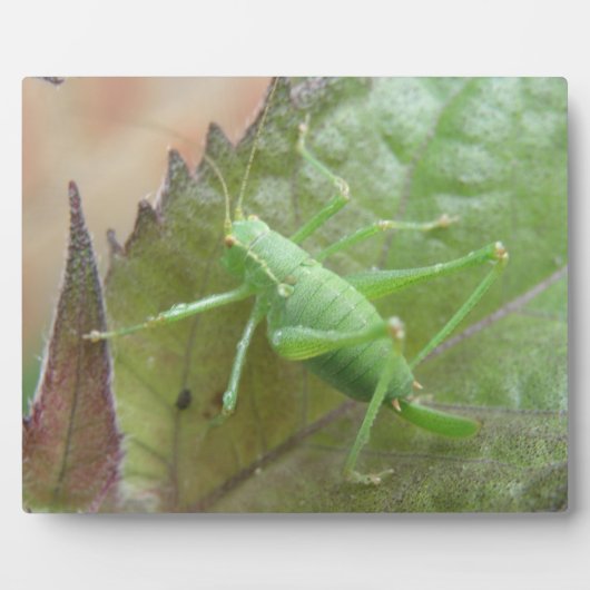 Grüne Grille auf der Leaf-Ebene Fotoplatte (Vorderseite)