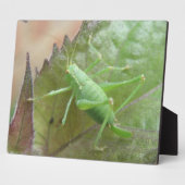 Grüne Grille auf der Leaf-Ebene Fotoplatte (Seite)