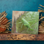 Grüne Grille auf der Leaf-Ebene Fotoplatte (Seite)