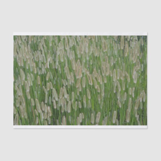 Grüne Großsaaten Seidenpapier (Vorderseite)