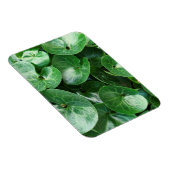 Grüne grüne Blätter für den europäischen Wildginge Magnet (Rechte Seite)