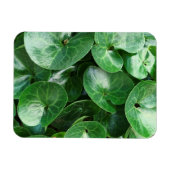 Grüne grüne Blätter für den europäischen Wildginge Magnet (Horizontal)