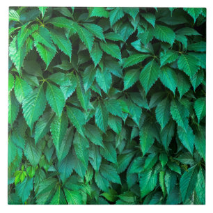 grüne Hecke Hintergrund Parthenocissus Muster Text Fliese