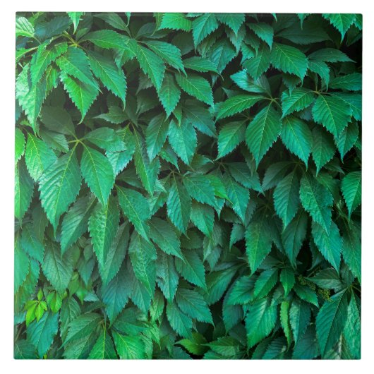 grüne Hecke Hintergrund Parthenocissus Muster Text Fliese (Vorderseite)