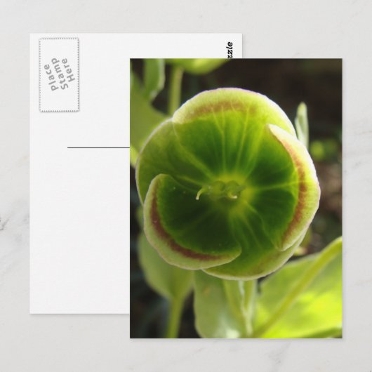grüne Hellebore-Blume Postkarte (Vorne/Hinten)