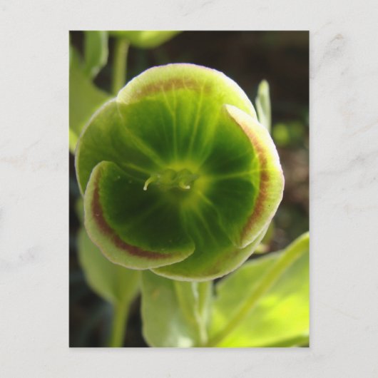 grüne Hellebore-Blume Postkarte (Vorderseite)