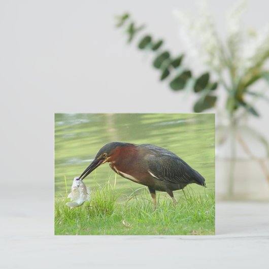 Grüne Herde mit Fisch Postcard Postkarte (Stehend Vorderseite)