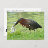 Grüne Herde mit Fisch Postcard Postkarte (Vorne/Hinten)