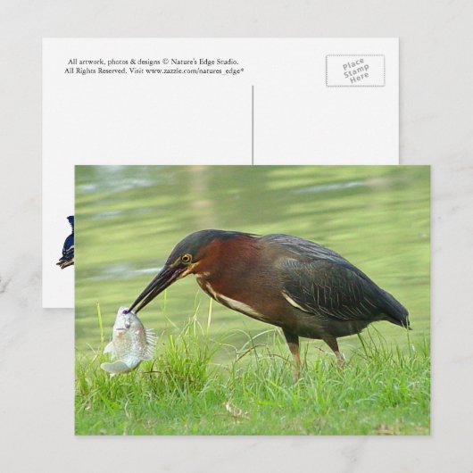 Grüne Herde mit Fisch Postcard Postkarte (Vorne/Hinten)