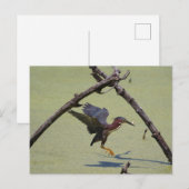Grüne Herde Postkarte (Vorne/Hinten)