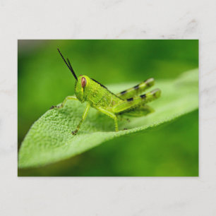 Grüne Heuschrecken-Nymphe auf einem Blatt Postkarte