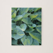 Grüne hosta-Pflanze-Blätter Puzzle (Vertikal)