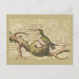 Grüne Hummingbird Nest Eggs Branch Postkarte