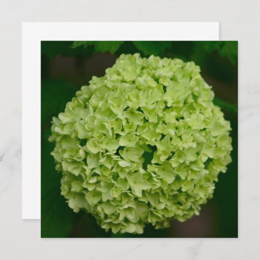 Grüne Hydrangea-Einladungen Einladung (Vorne/Hinten)