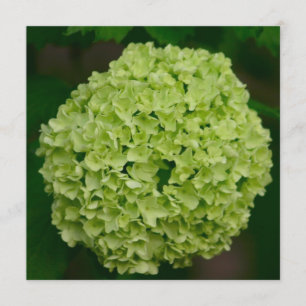 Grüne Hydrangea-Einladungen Einladung