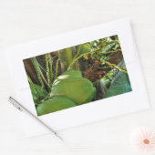 Grüne Insel Kokosnüsse Palme Tree Rechteckiger Aufkleber (Umschlag)