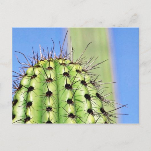 Grüne Kaktusdornen Postkarte (Vorderseite)
