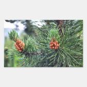 Grüne Kiefer Rechteckiger Aufkleber (Vorderseite)
