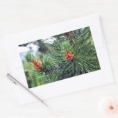 Grüne Kiefer Rechteckiger Aufkleber (Umschlag)