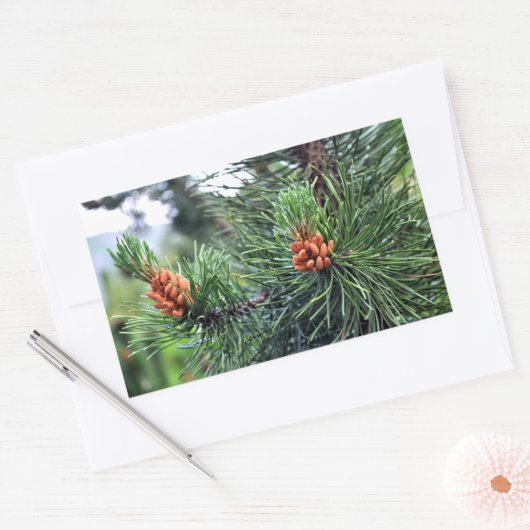 Grüne Kiefer Rechteckiger Aufkleber (Umschlag)